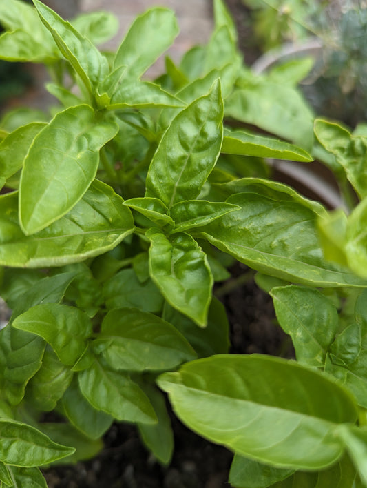 Growing Herbs