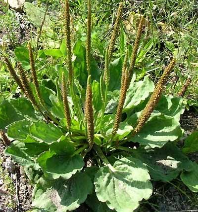 plantain weed