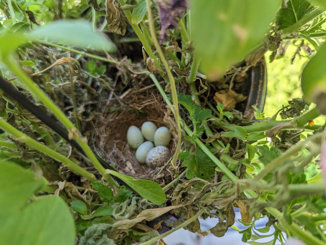 Bird eggs in a nest. 